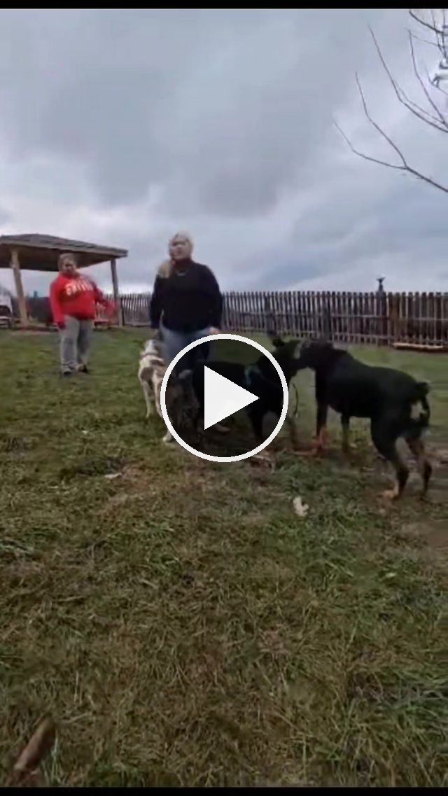 video — Nov 20 2024