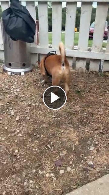 video — Sep 21 2026