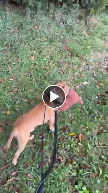 video — Sep 26 2026