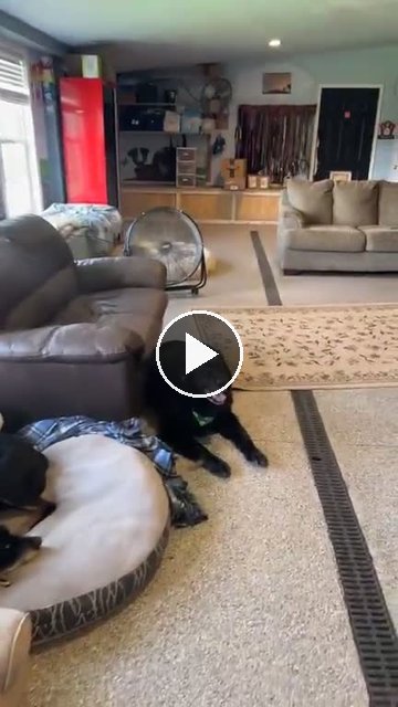 video — Sep 17 2026