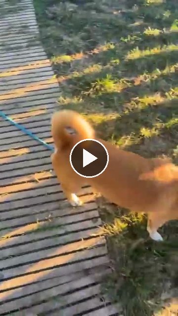 video — Oct 2 2026