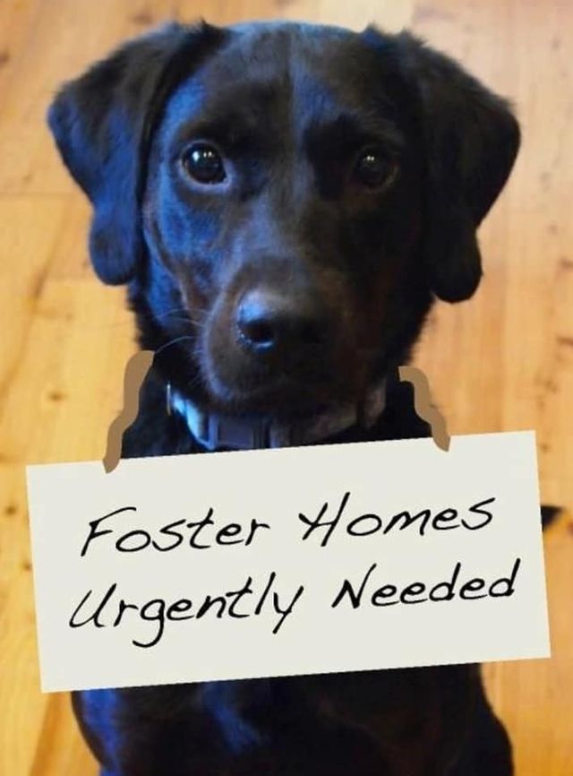 foster recruitment plea — Dec 6 2018