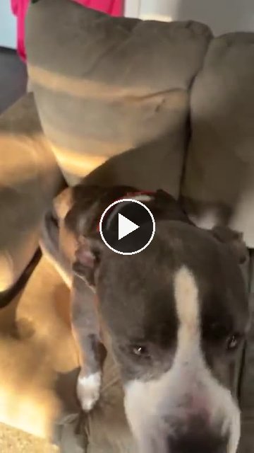 video — Aug 11 2026