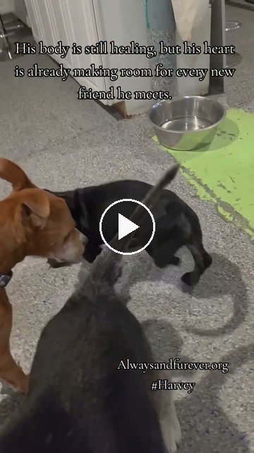 video — Sep 21 2026