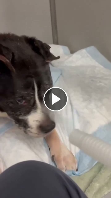 video — Oct 4 2026