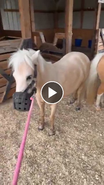 video — Aug 9 2026