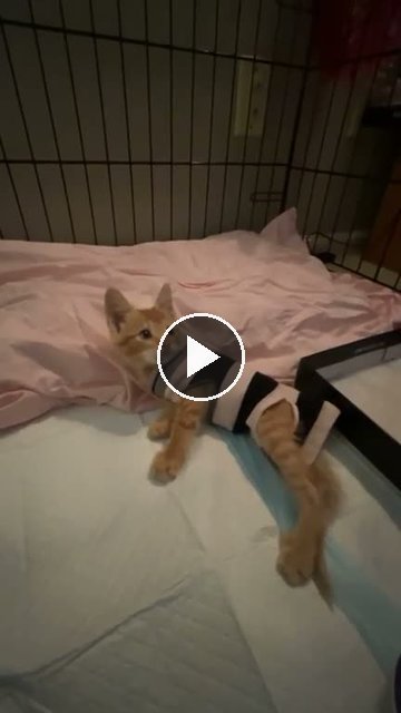 video — Sep 11 2026