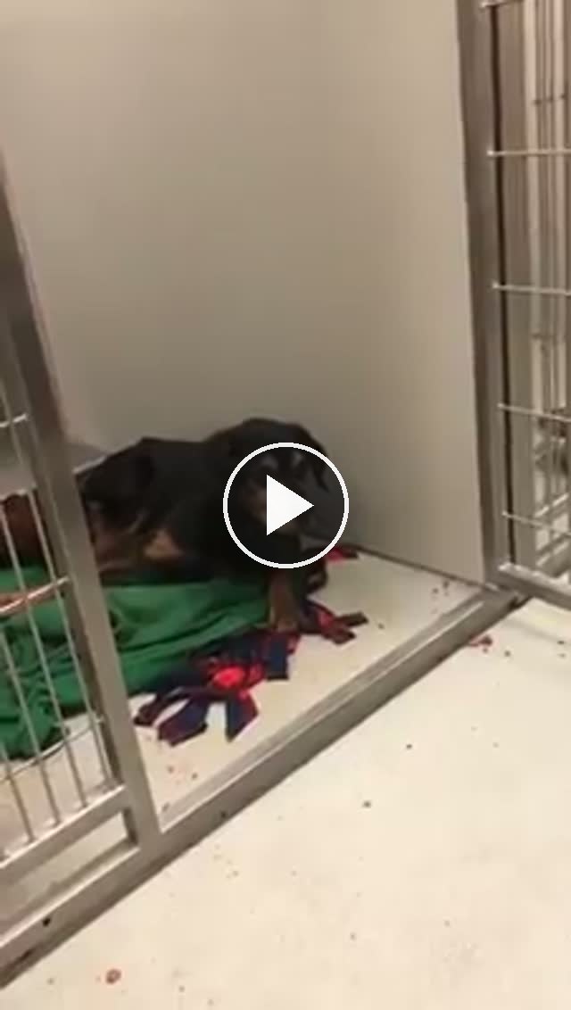 video — Feb 4 2020