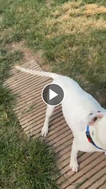 video — Aug 10 2026