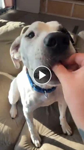 video — Aug 13 2026