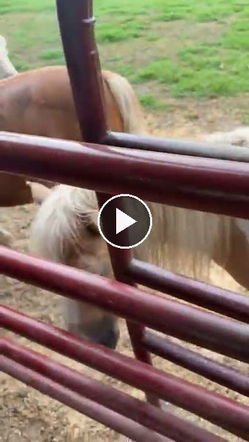 video — Aug 16 2026