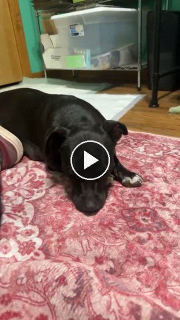 video — Sep 28 2026
