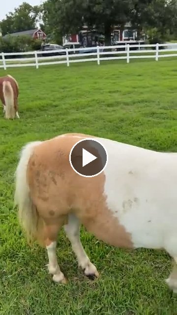 video — Aug 7 2026
