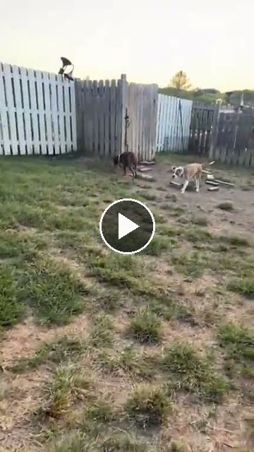 video — Sep 18 2026