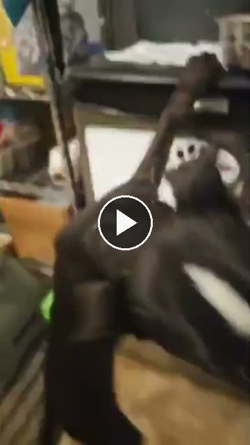 video — Aug 3 2026